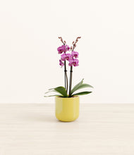 Load image into Gallery viewer, Key Lime Yellow*****Profile
