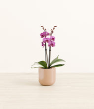 Load image into Gallery viewer, Glossy Pink*****Profile
