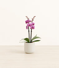 Load image into Gallery viewer, Cotton White*****Profile

