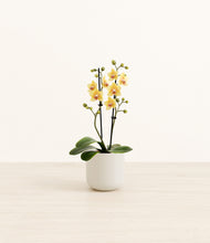 Load image into Gallery viewer, Cotton White*****Profile
