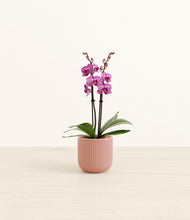 Load image into Gallery viewer, Striped Rose Pink*****Profile
