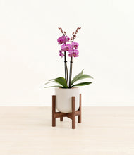 Load image into Gallery viewer, Snowdrift White stand:walnut
