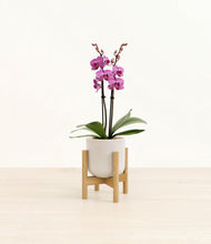 Load image into Gallery viewer, Snowdrift White stand:bamboo
