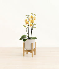 Load image into Gallery viewer, Snowdrift White stand:bamboo
