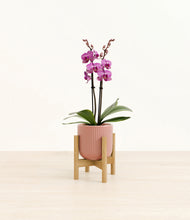 Load image into Gallery viewer, Striped Rose Pink stand:bamboo
