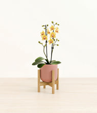 Load image into Gallery viewer, Striped Rose Pink stand:bamboo
