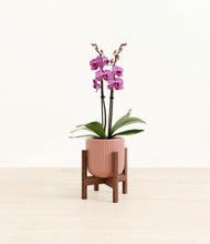 Load image into Gallery viewer, Striped Rose Pink stand:walnut
