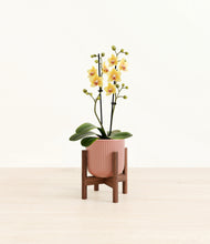 Load image into Gallery viewer, Striped Rose Pink stand:walnut
