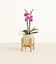Load image into Gallery viewer, Almond Green stand:bamboo
