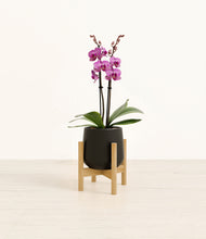 Load image into Gallery viewer, Black stand:bamboo

