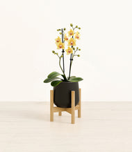 Load image into Gallery viewer, Black stand:bamboo
