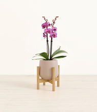 Load image into Gallery viewer, Eternal Gray stand:bamboo
