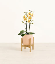Load image into Gallery viewer, Gentle Pink stand:bamboo
