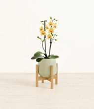 Load image into Gallery viewer, Turquoise stand:bamboo

