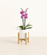 Load image into Gallery viewer, White stand:bamboo
