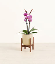 Load image into Gallery viewer, Almond Green stand:walnut
