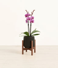 Load image into Gallery viewer, Black stand:walnut

