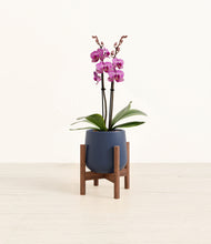 Load image into Gallery viewer, Deep Navy stand:walnut
