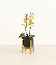 Load image into Gallery viewer, Stone Black stand:bamboo
