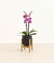 Load image into Gallery viewer, Stone Black stand:bamboo

