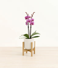 Load image into Gallery viewer, Cotton White stand:bamboo
