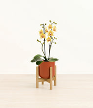 Load image into Gallery viewer, Glossy Red stand:bamboo
