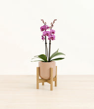 Load image into Gallery viewer, Glossy Pink stand:bamboo
