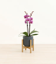 Load image into Gallery viewer, Iron Gray stand:bamboo

