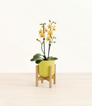 Load image into Gallery viewer, Key Lime Yellow stand:bamboo
