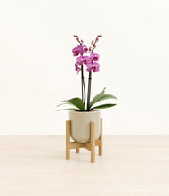 Load image into Gallery viewer, Sage Green stand:bamboo
