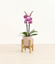 Load image into Gallery viewer, Sandy Pink stand:bamboo
