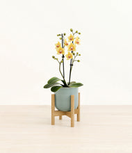 Load image into Gallery viewer, Reactive Aqua stand:bamboo
