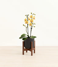 Load image into Gallery viewer, Stone Black stand:walnut
