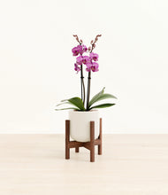 Load image into Gallery viewer, Cotton White stand:walnut
