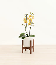 Load image into Gallery viewer, Cotton White stand:walnut

