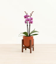 Load image into Gallery viewer, Glossy Red stand:walnut
