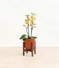 Load image into Gallery viewer, Glossy Red stand:walnut
