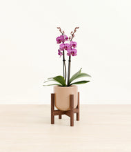 Load image into Gallery viewer, Glossy Pink stand:walnut
