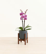 Load image into Gallery viewer, Iron Gray stand:walnut
