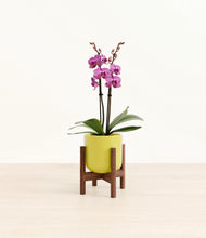 Load image into Gallery viewer, Key Lime Yellow stand:walnut
