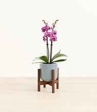 Load image into Gallery viewer, Reactive Aqua stand:walnut
