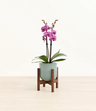 Load image into Gallery viewer, Misty Blue stand:walnut
