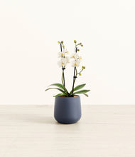 Load image into Gallery viewer, Deep Navy*****Profile
