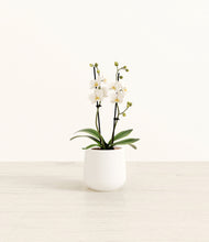 Load image into Gallery viewer, White*****Profile
