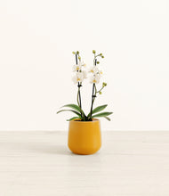 Load image into Gallery viewer, Mustard*****Profile
