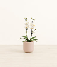 Load image into Gallery viewer, Sandy Pink*****Profile
