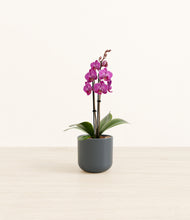 Load image into Gallery viewer, Iron Gray*****Profile
