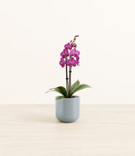 Load image into Gallery viewer, Misty Blue*****Profile
