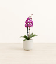 Load image into Gallery viewer, Cotton White*****Profile
