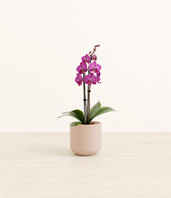Load image into Gallery viewer, Sandy Pink*****Profile
